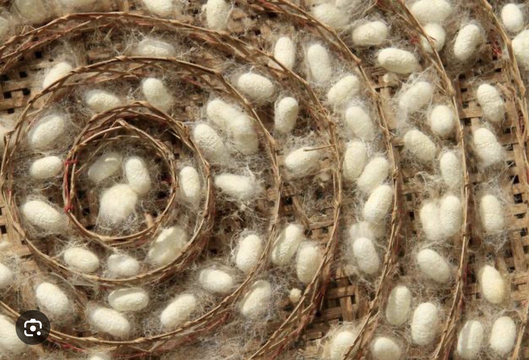 Silk cocoons from the family farm
