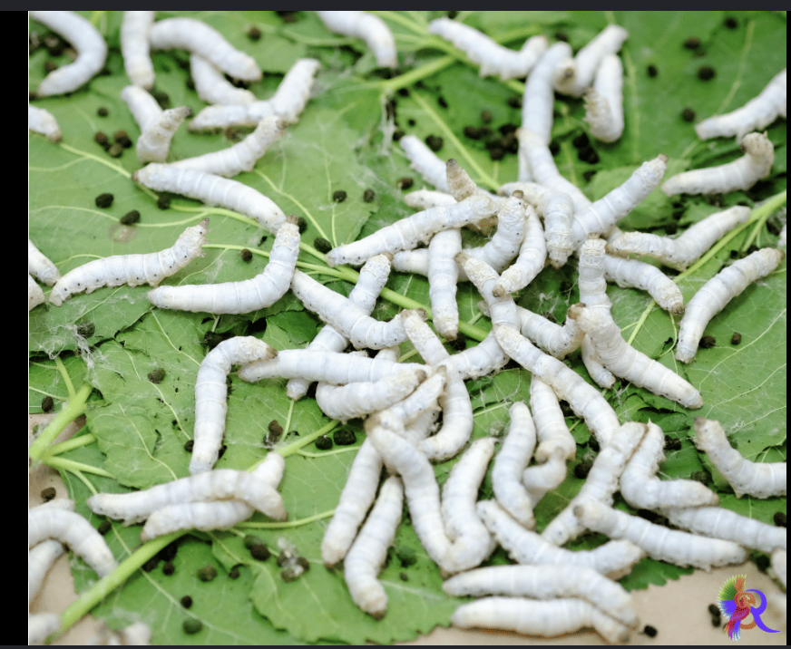 Silkworms on mulberry leaves at the family farm
